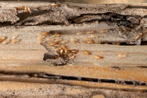 Best Wasp Removal Services  in Fest Grove, OR